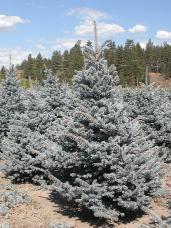 Colorado Spruce